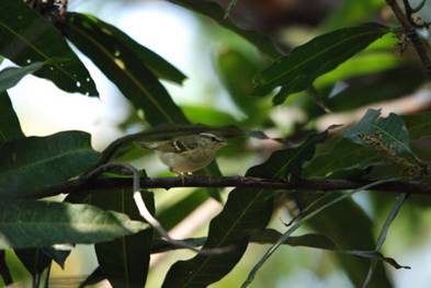 D:\pic10April2009\pic_13Feb2009_Srapatum_Sukothai_CM\OK1\กระจิ๊ดย่อ.jpg